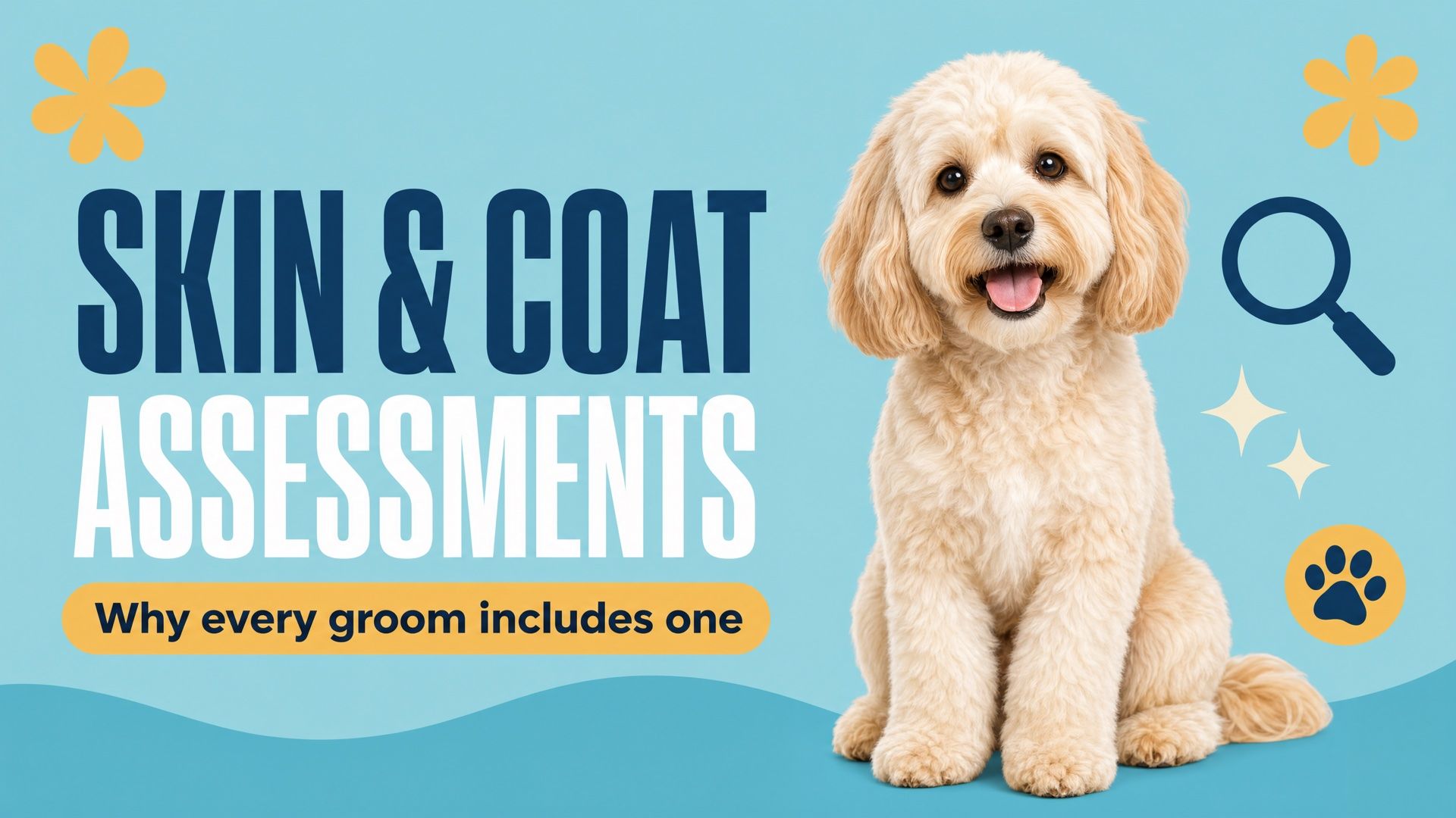 Graphic with the headline "Skin & coat assessments" beside a cream maltipoo on a light blue background
