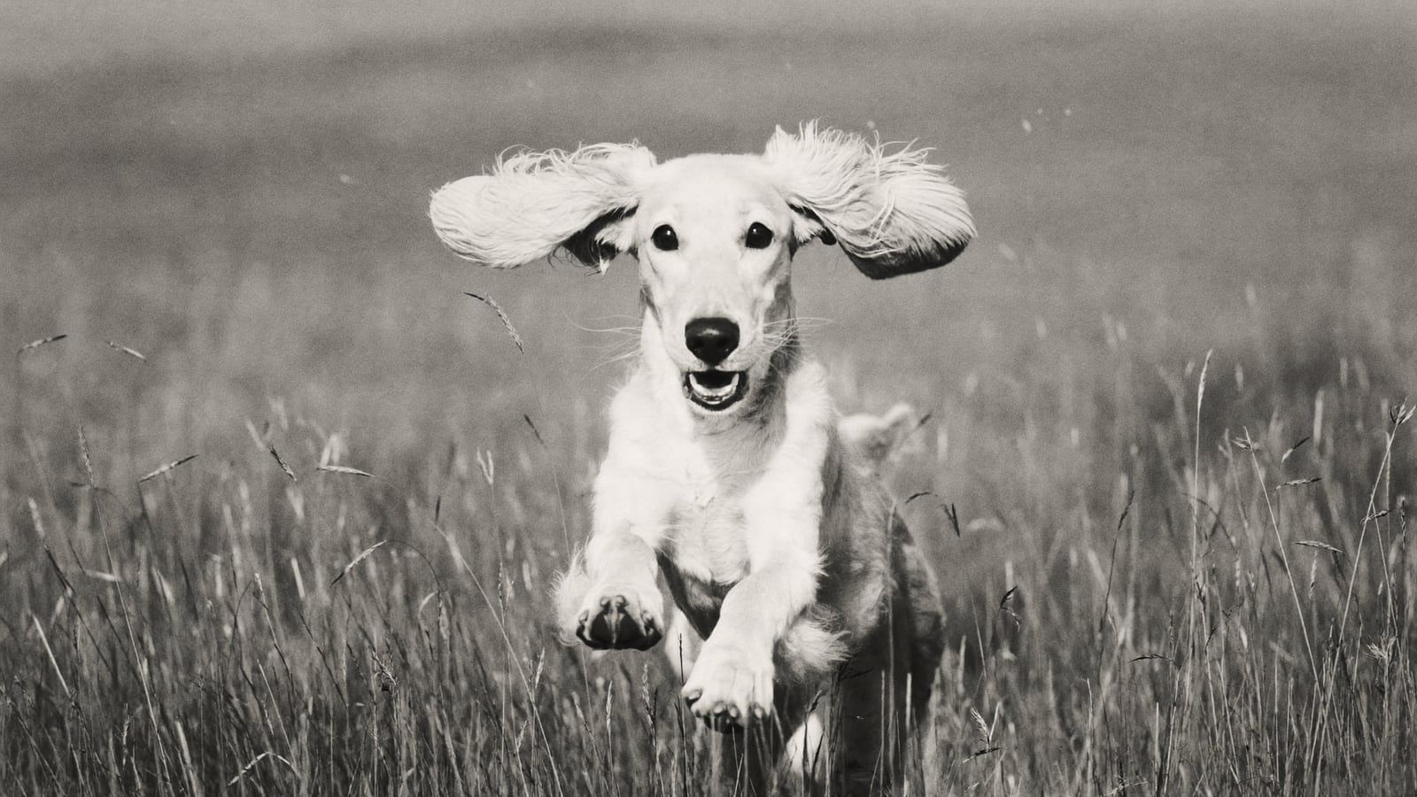 A black-and-white photograph of a doodle running through long meadow grass with its ears flying