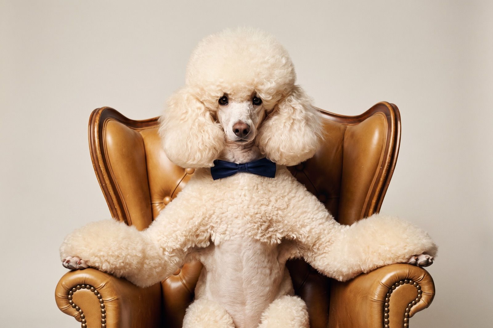 A black-and-white portrait of an immaculately groomed cream poodle in a bow tie, sitting upright in a leather armchair
