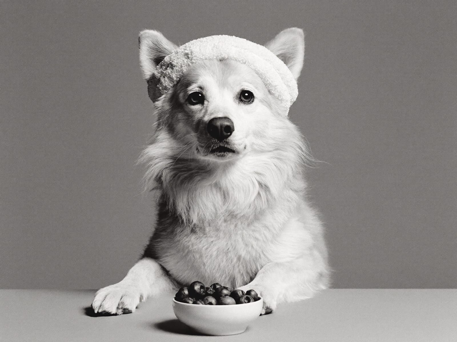 A black-and-white portrait of a fluffy white dog wearing a terry-cloth spa headband, seated at a table with a small bowl of blueberries