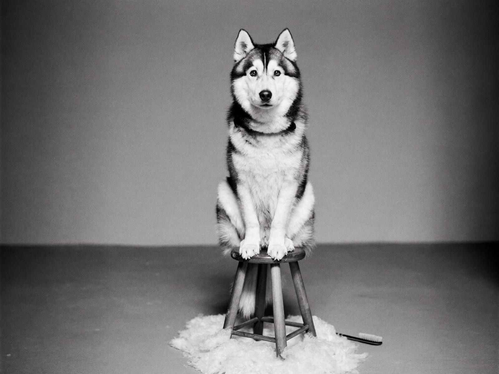 A black-and-white portrait of a Siberian husky sitting on a wooden stool surrounded by a drift of shed fur, with a brush on the floor beside it