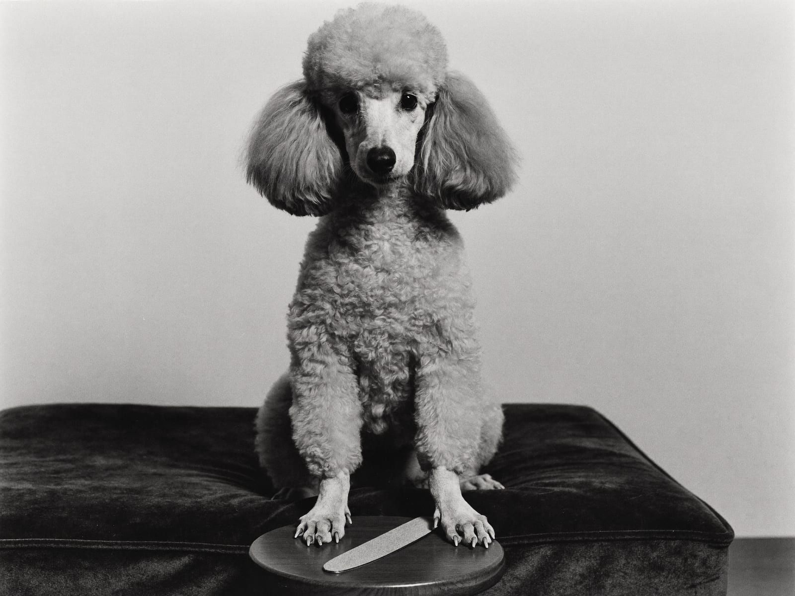 A black-and-white portrait of a standard poodle sitting on a velvet cushion with its front paws resting on a small round stool beside a nail file