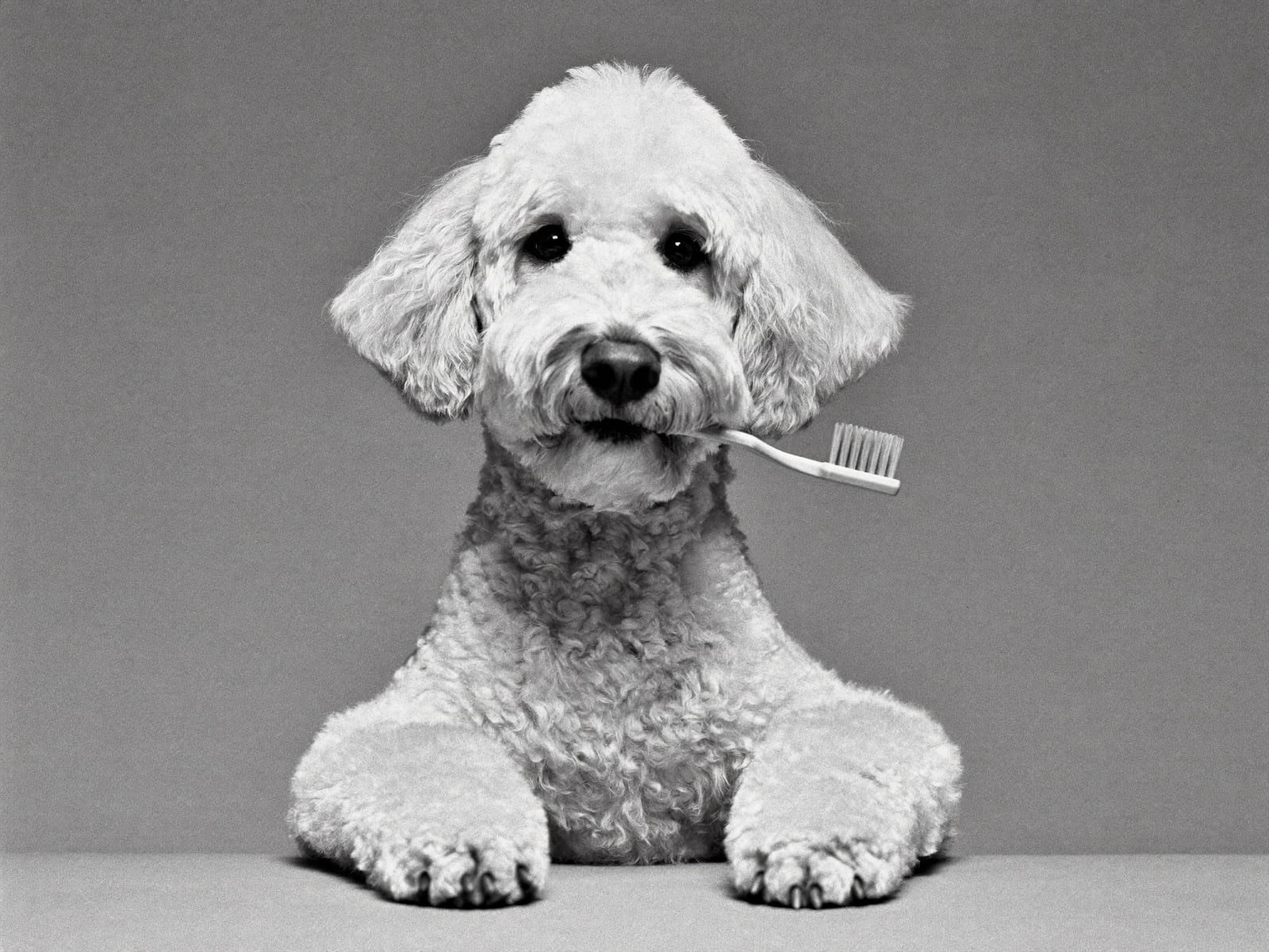 A black-and-white portrait of a cream labradoodle sitting at a bare table holding a toothbrush in its mouth