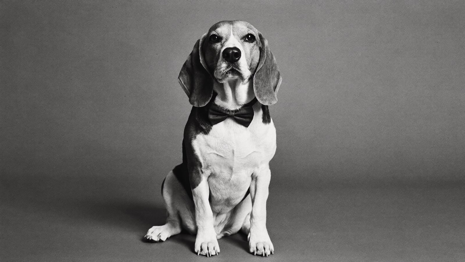 A black-and-white portrait of a beagle sitting upright