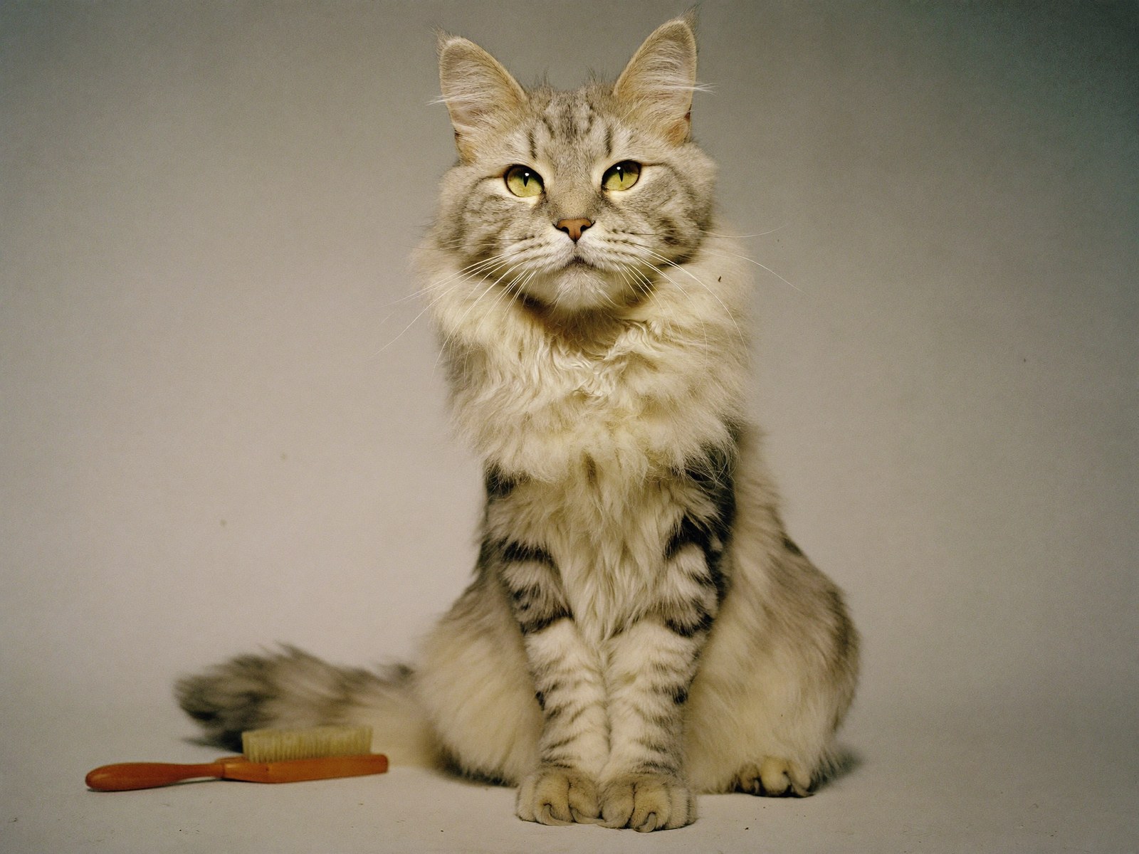 A long-haired silver tabby cat sitting beside a wooden grooming brush