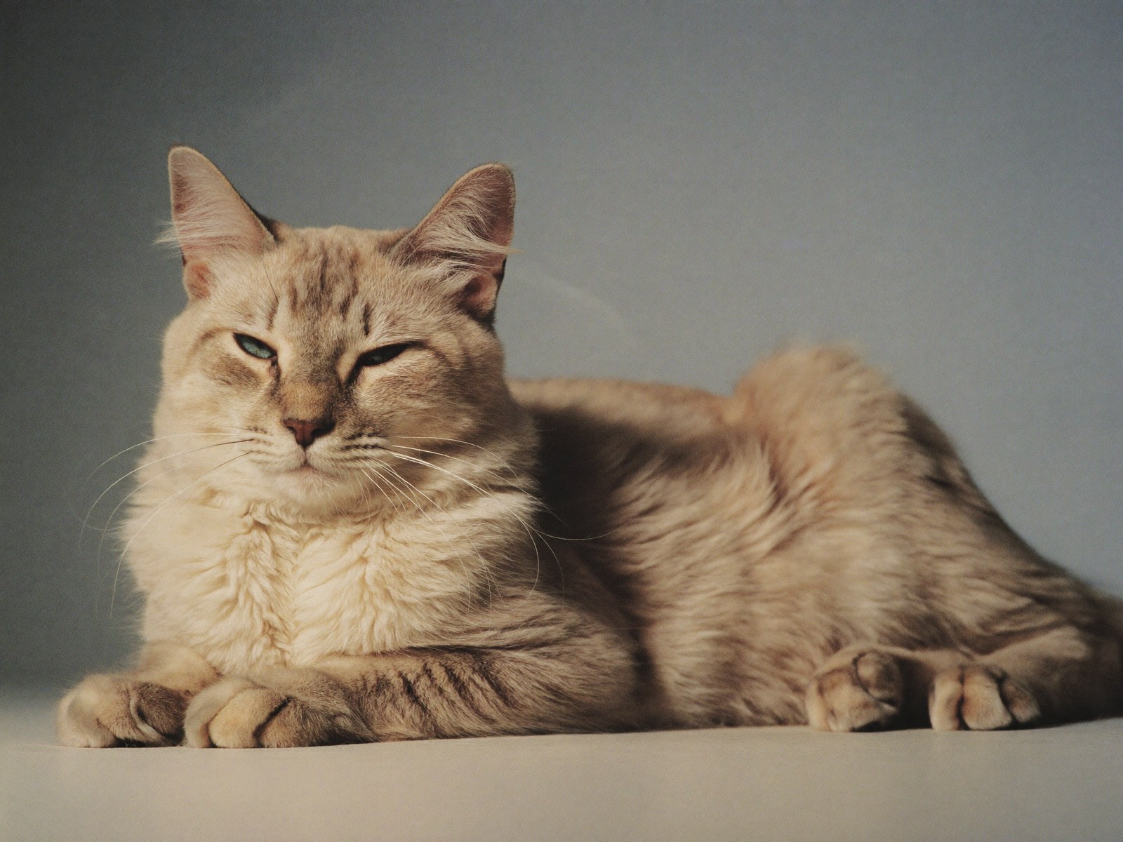 A serene long-haired cream and grey cat resting calmly with its eyes half closed
