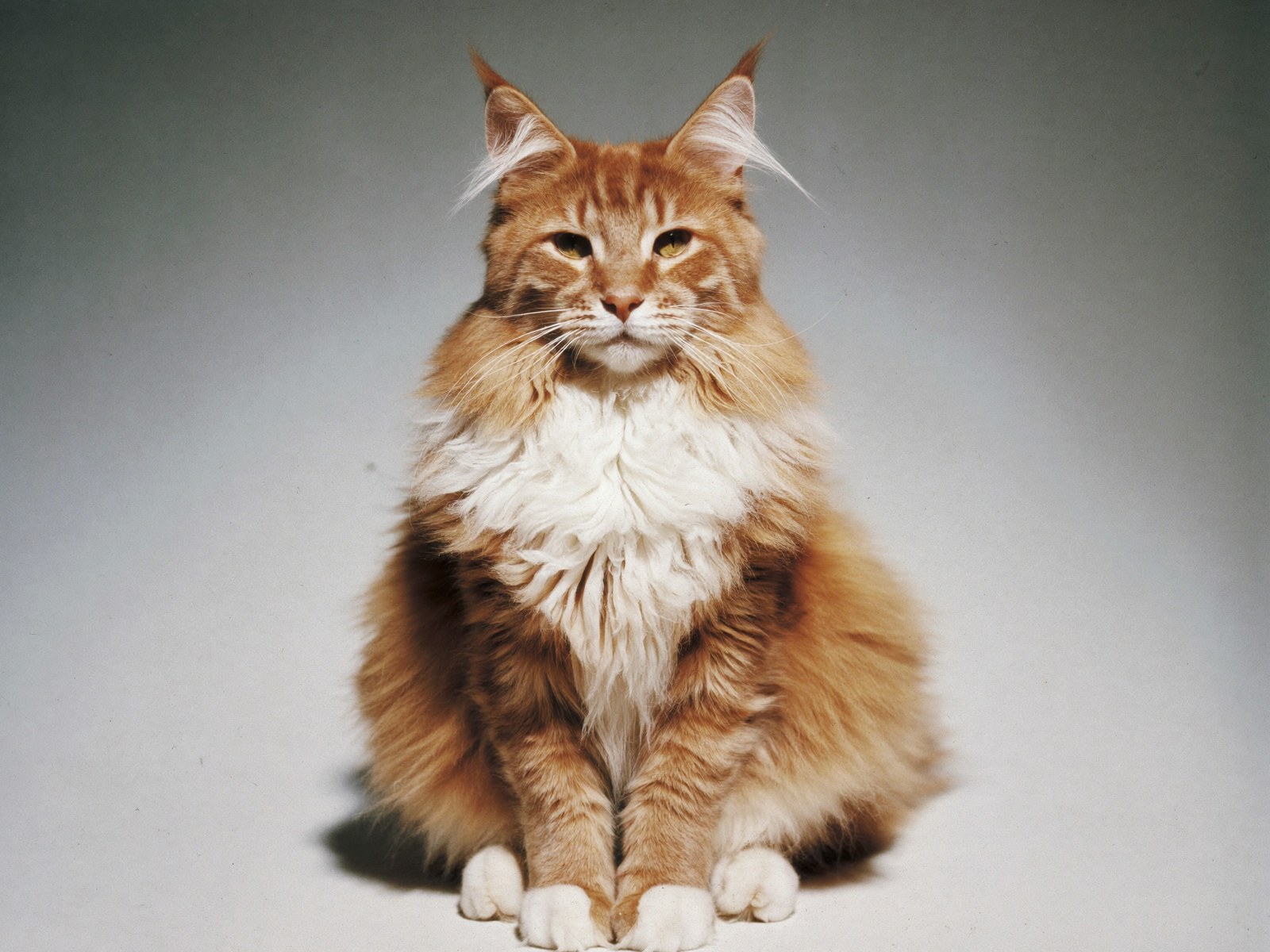 A fluffy ginger and white maine coon cat sitting upright with a full, plush coat