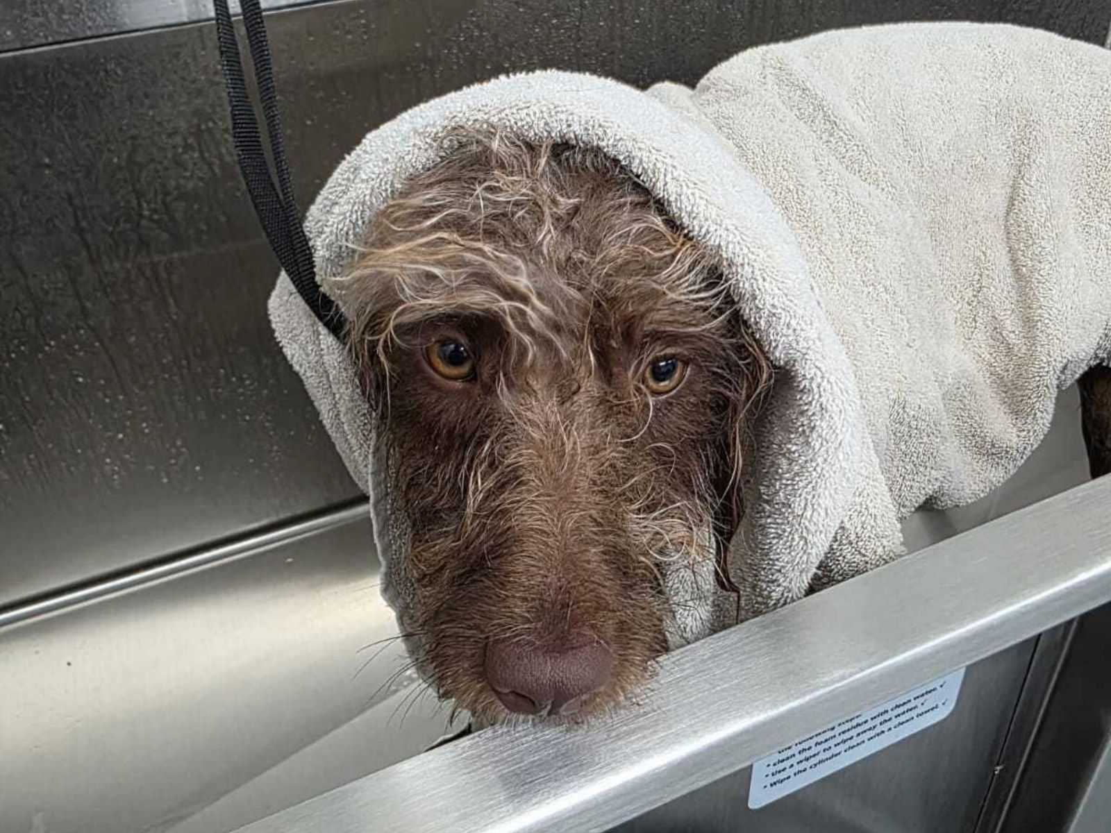 A damp brown doodle wrapped in a towel, resting on the edge of a stainless steel self-wash tub